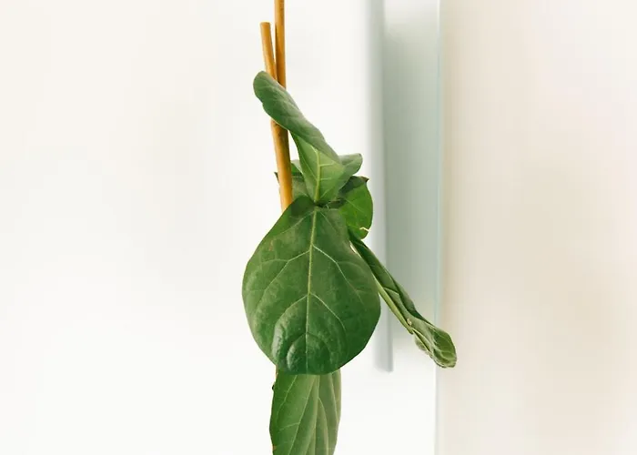 Faria Guimaraes Apartman *